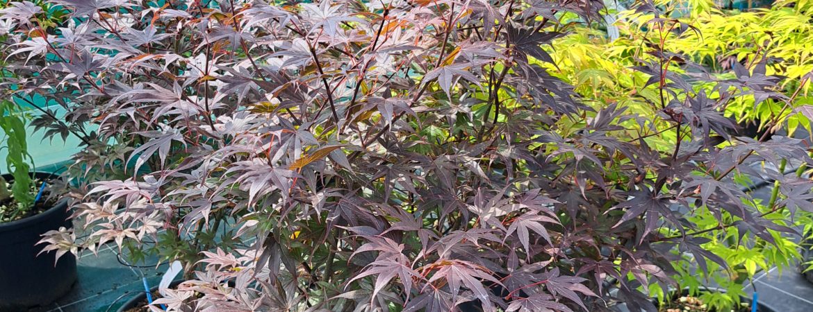 Acer palmatum ‘Bloodgood’