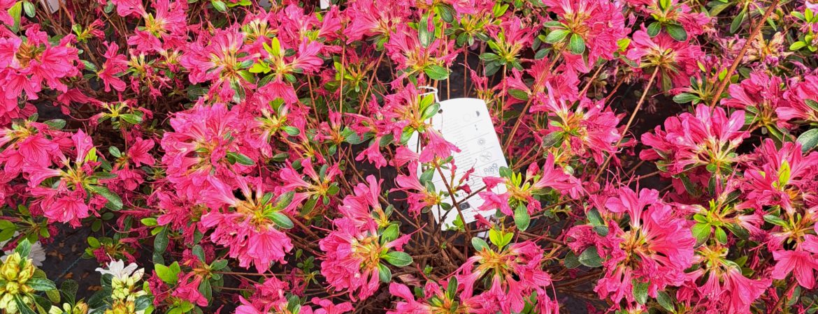 Azalea japonica ‘Toreador’