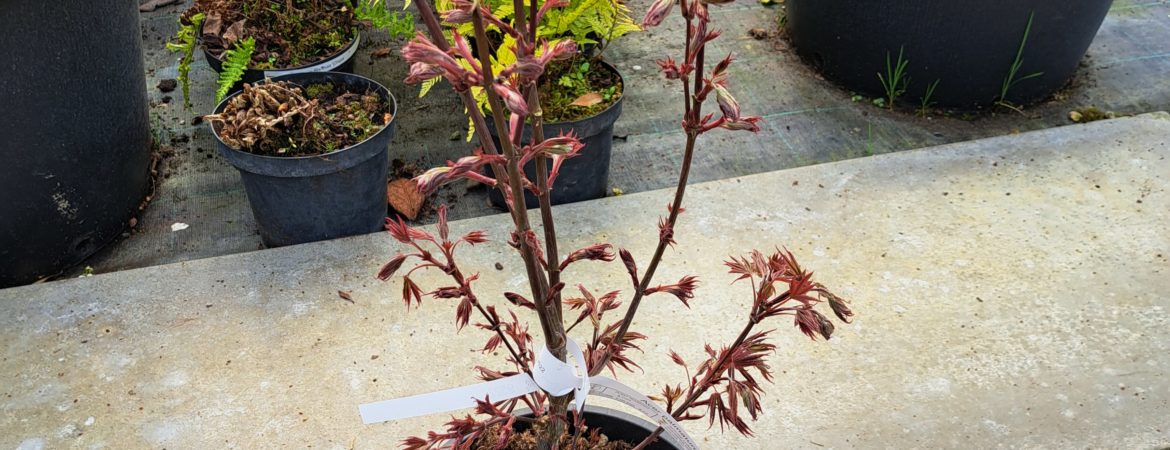 Acer palmatum ‘Skeeter’s Broom’