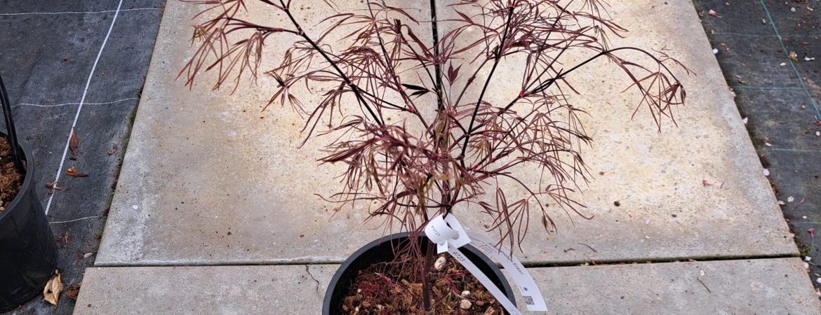 Acer palmatum ‘Enkan’