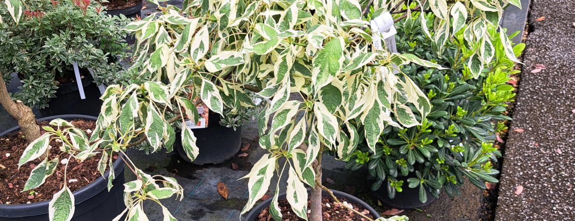Cornus controversa ‘Variegata’