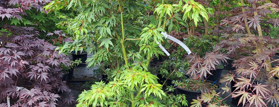 Acer palmatum ‘Beni Hagoromo’