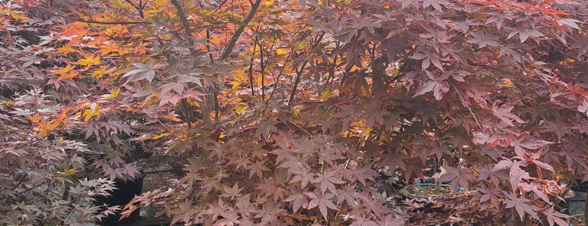 Acer palmatum ‘Yubae’