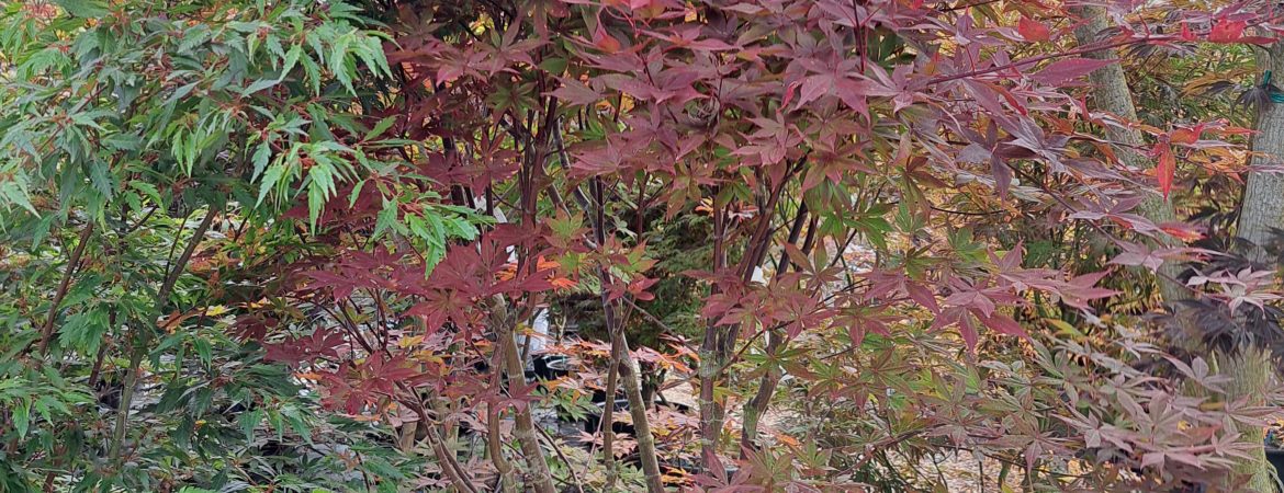 Acer palmatum ‘Noto’