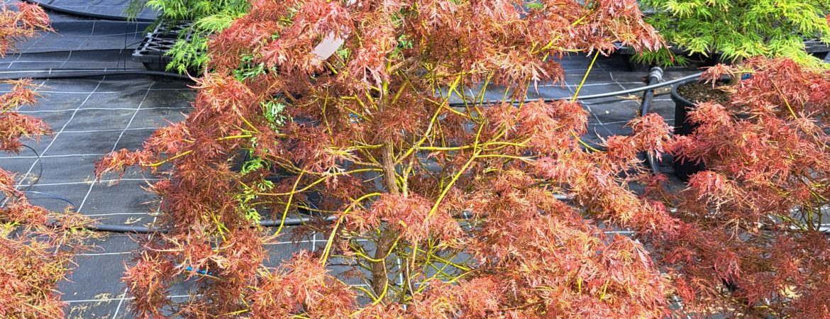 Acer palmatum dissectum ‘Baby Lace’