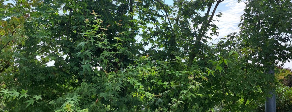 Acer palmatum ‘Type’