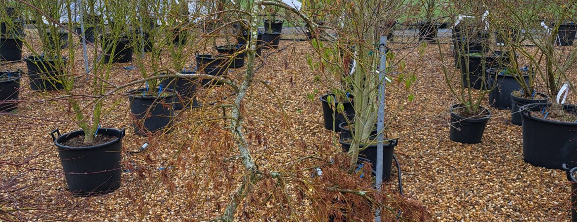 Acer palmatum dissectum ‘Viridis’