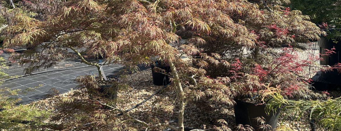 Acer palmatum dissectum ‘Nomura Nishiki’