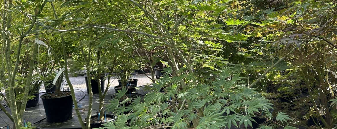 Acer palmatum ‘Green Trompenburg’