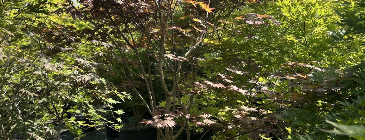 Acer shirasawanum ‘Gloria’