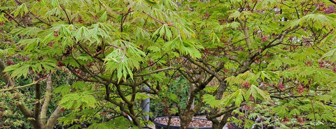 Acer japonicum ‘Aconitifolium’