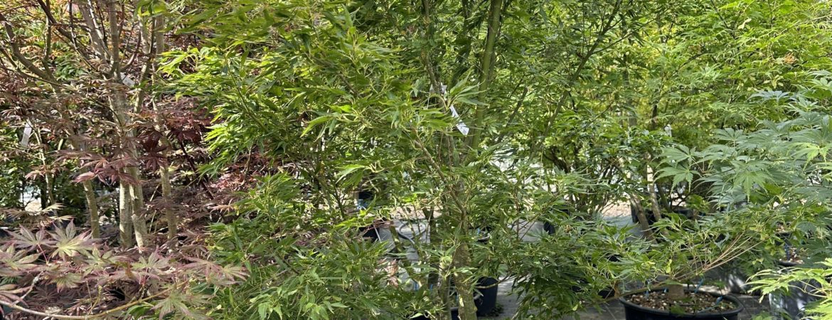 Acer palmatum ‘Sessilifolium’