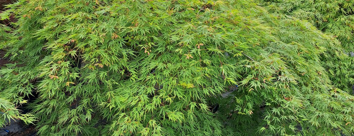 Acer palmatum dissectum ‘Palmatifidum’