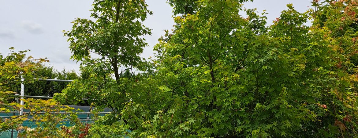 Acer palmatum ‘Type’
