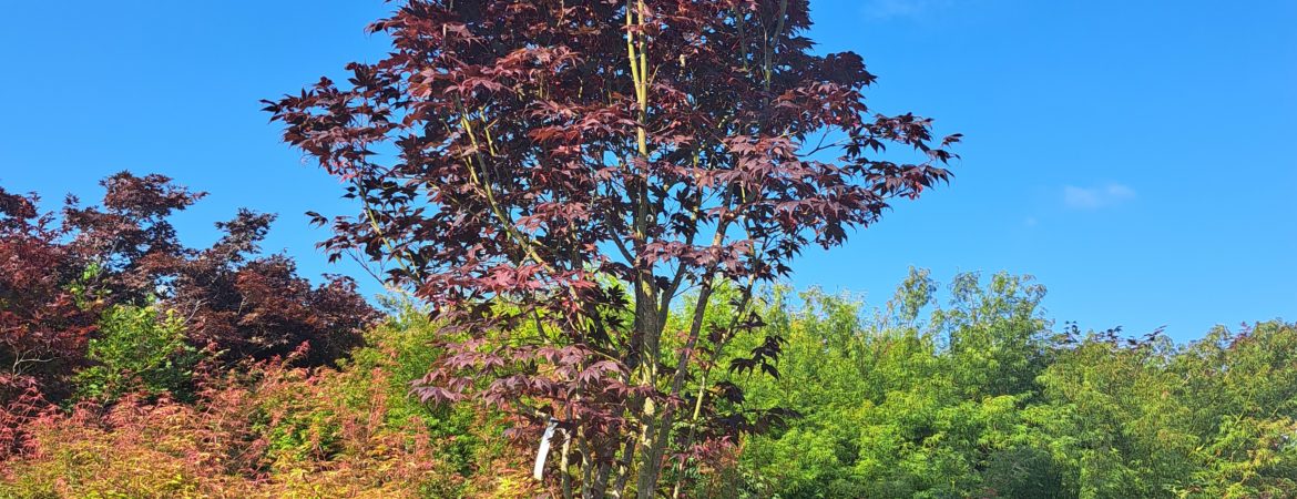 Acer palmatum ‘Bloodgood’