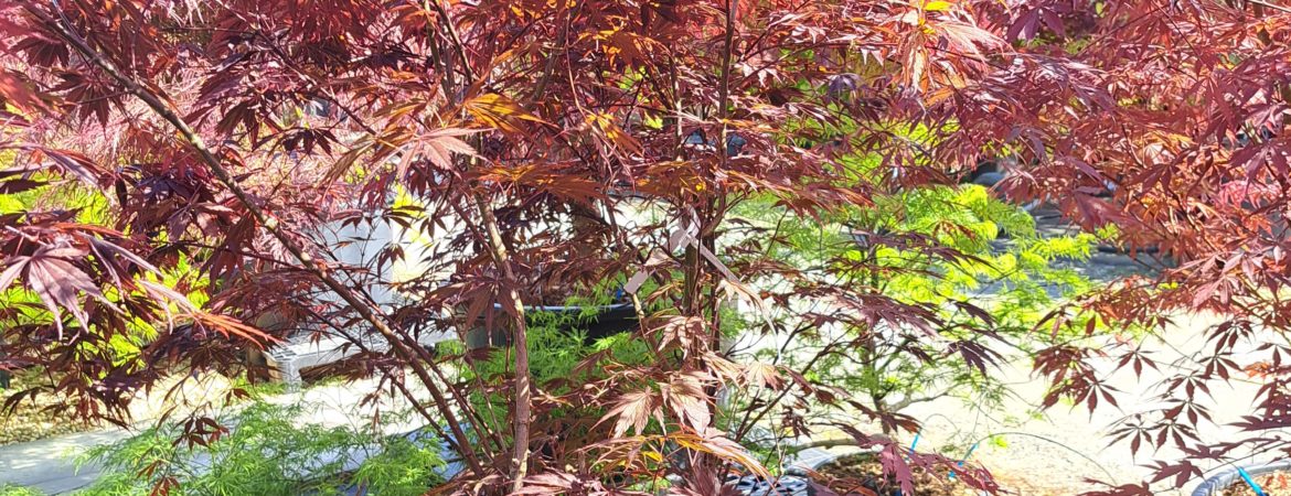 Acer palmatum ‘Sumi Nagashi’
