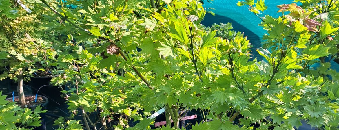 Acer shirasawanum ‘Aureum’