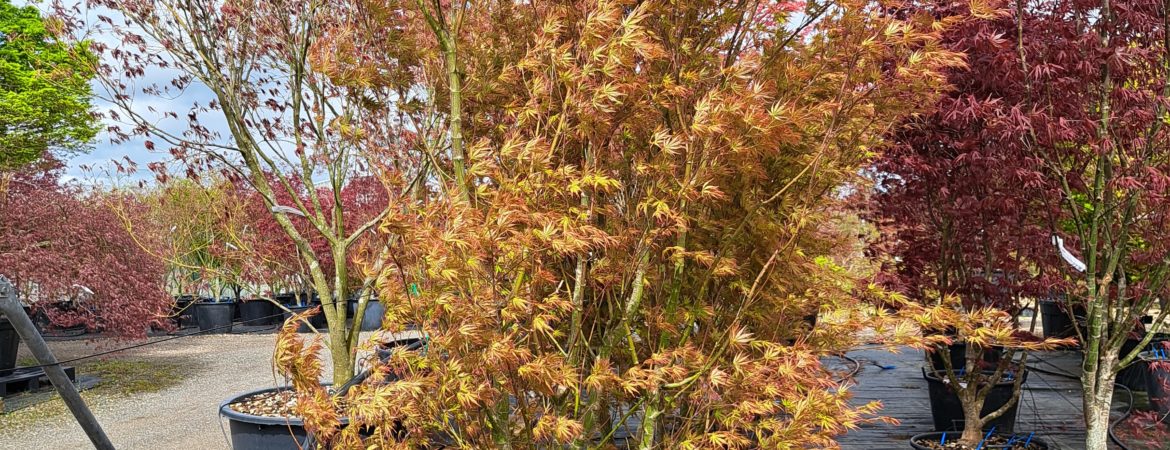 Acer palmatum ‘Harusame’