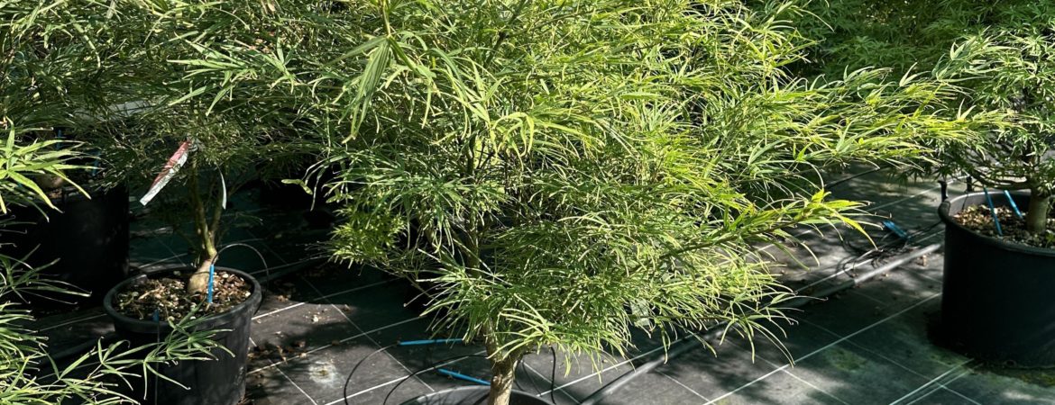 Acer palmatum ‘Villa Taranto’
