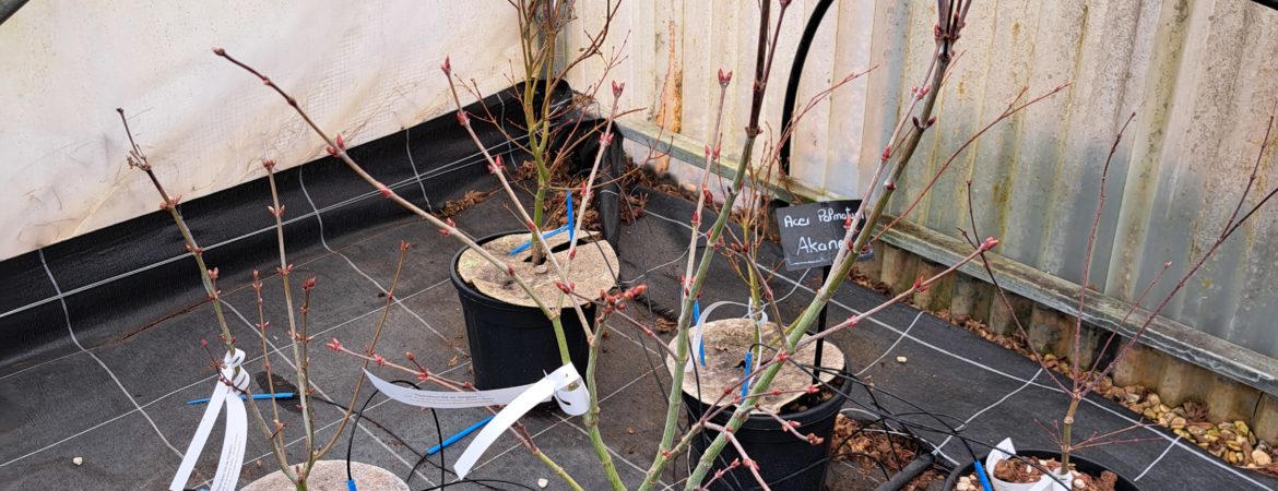 Acer palmatum ‘Ariadne’