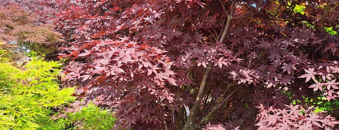 Acer palmatum ‘Yubae’