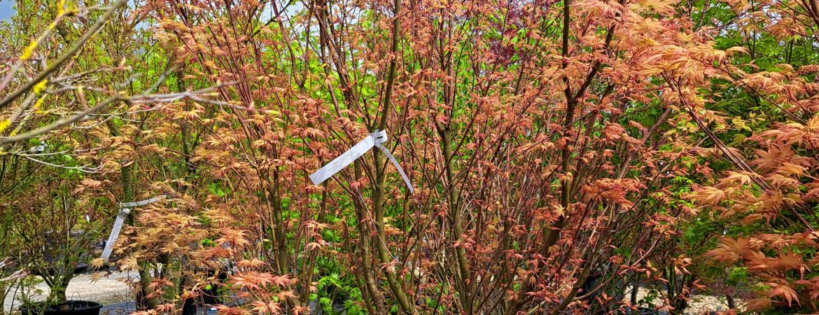 Acer palmatum ‘Seigen’