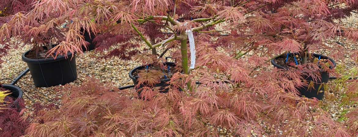 Acer palmatum dissectum ‘Ornatum FG’