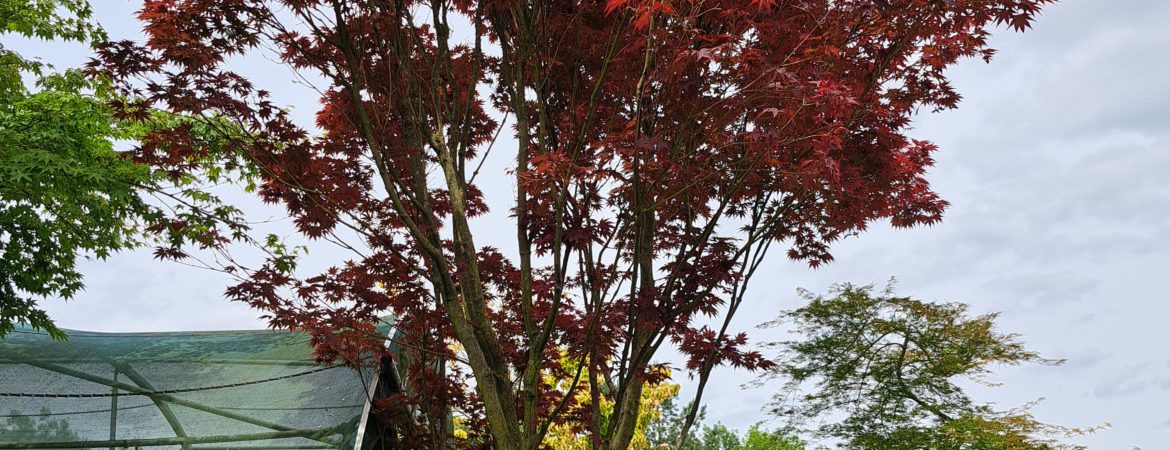 Acer palmatum ‘Red Flash’