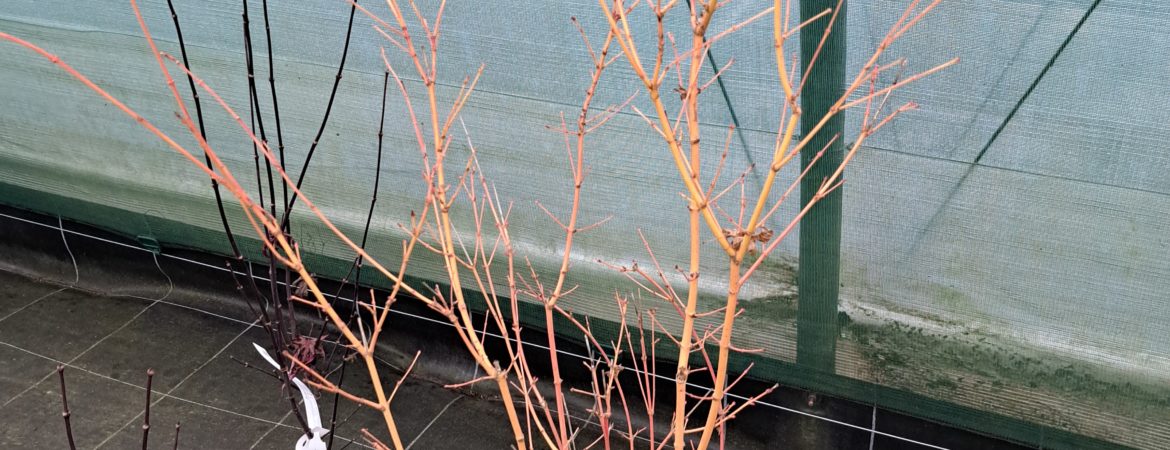 Acer palmatum ‘Bi Hoo’