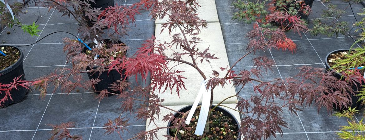 Acer palmatum dissectum ‘Red Dragon’
