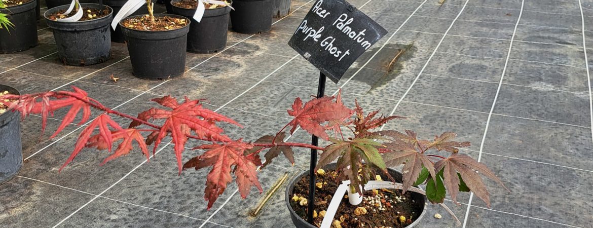 Acer palmatum ‘Purple Ghost’