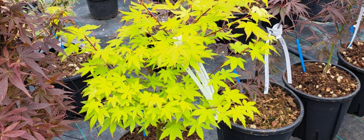 Acer palmatum ‘Summer Gold’