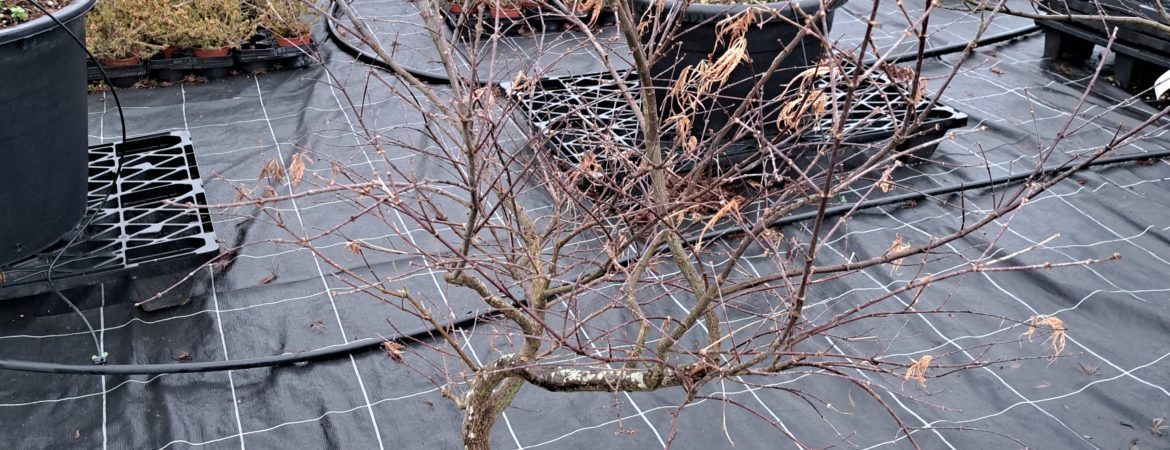 Acer palmatum dissectum ‘Garnet’