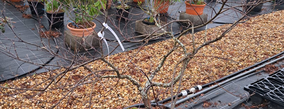 Acer palmatum dissectum ‘Garnet’