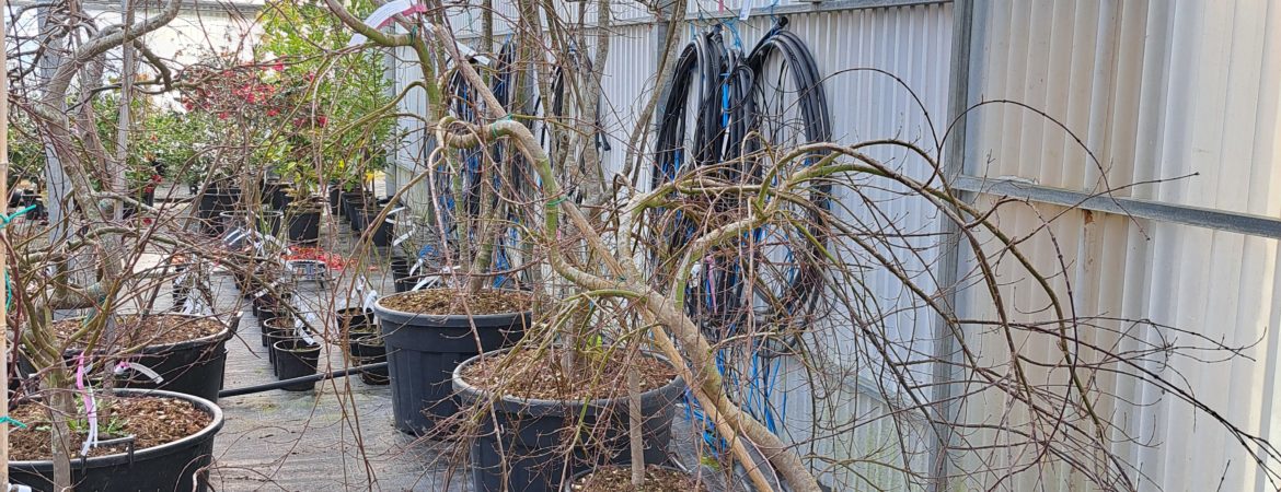 Acer palmatum dissectum ‘Emerald Lace’