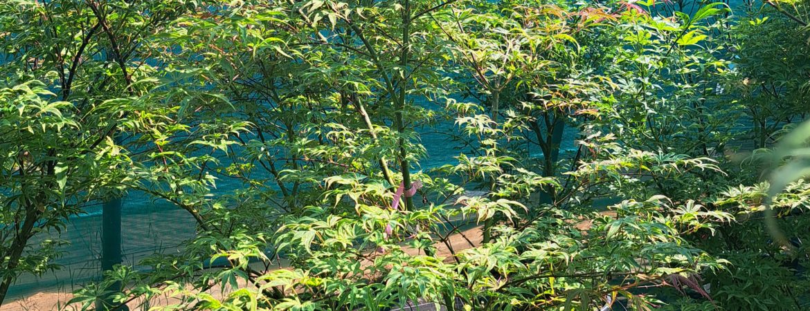 Acer palmatum ‘Shirazz’