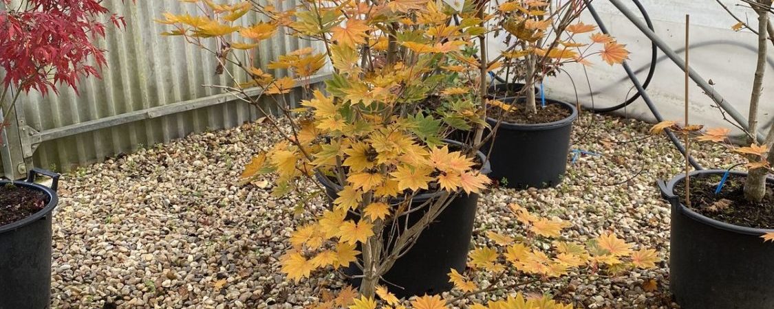 Acer shirasawanum ‘Microphyllum’