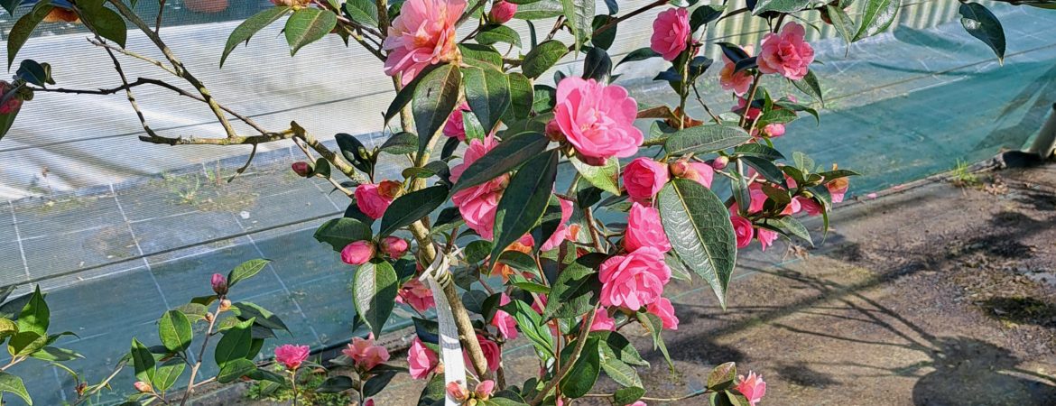 Camellia champêtre ‘Spring Awakening’