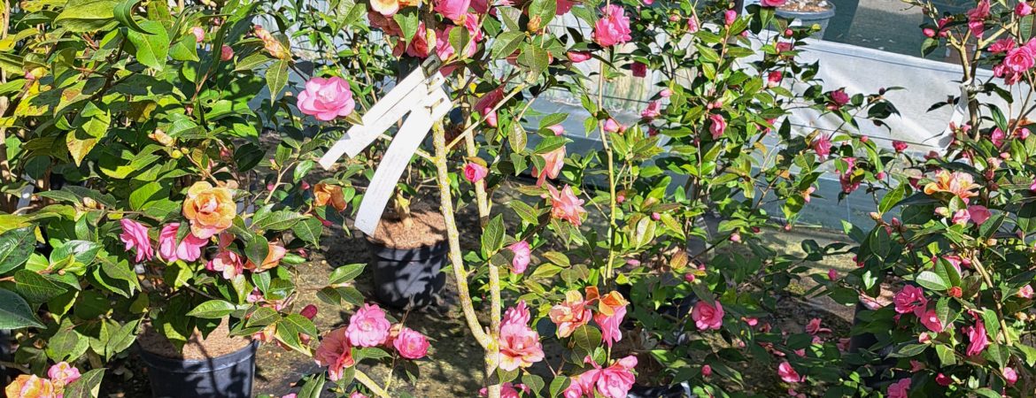 Camellia champêtre ‘Spring Awakening’