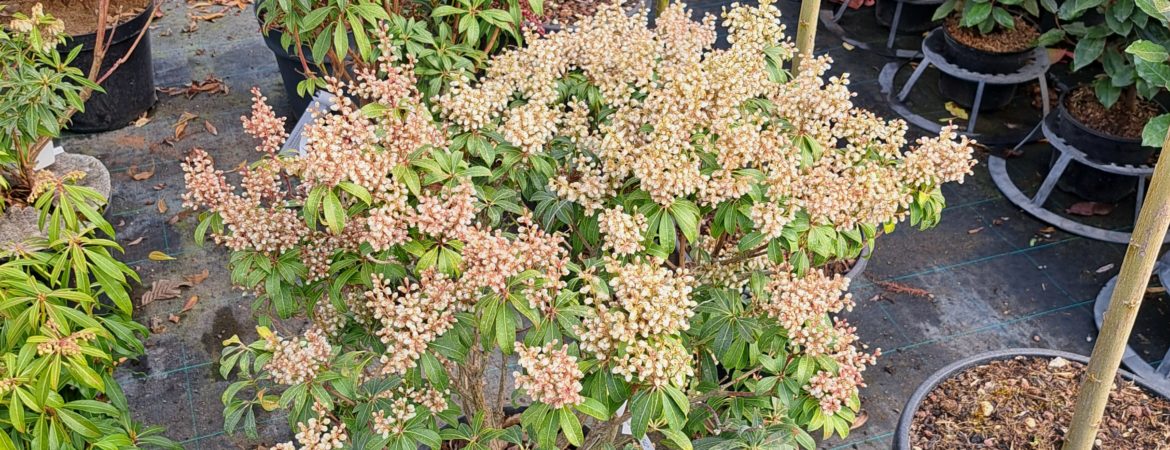Pieris japonica ‘Forest Flame’