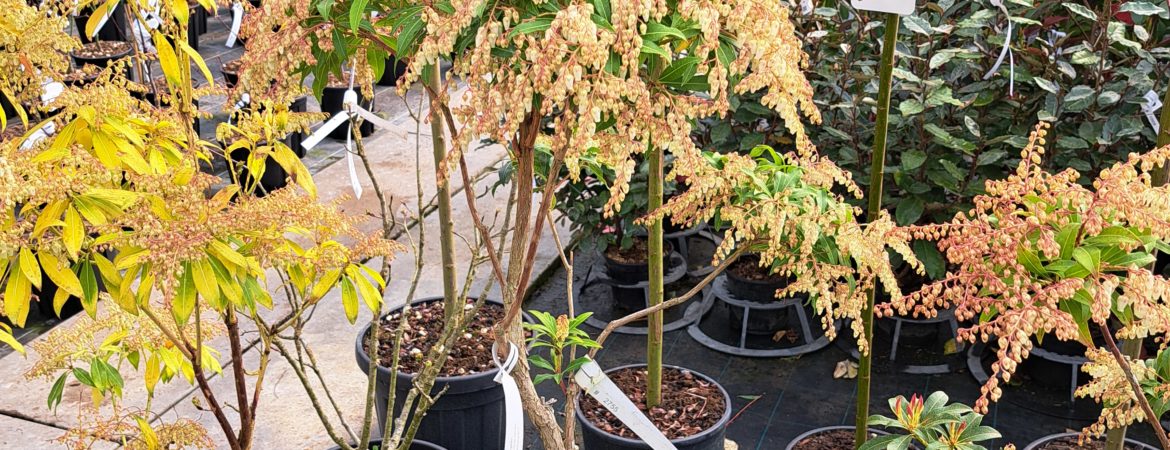 Pieris japonica ‘Forest Flame’