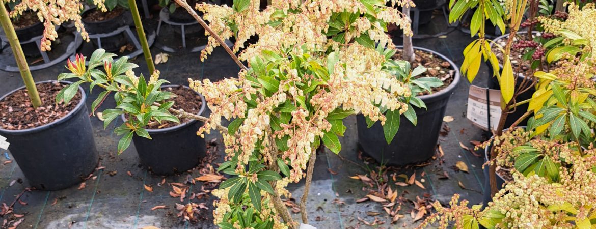 Pieris japonica ‘Forest Flame’