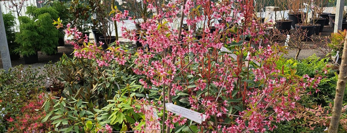 Prunus incisa ‘Paean’