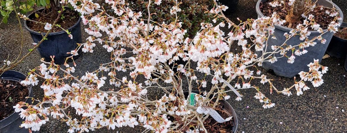 Prunus incisa ‘Kojo No Mai’