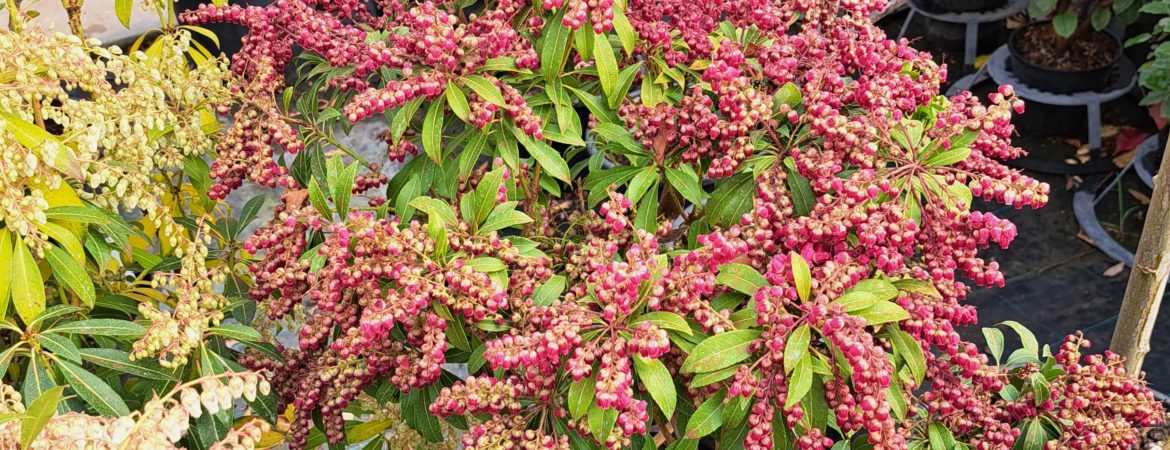 Pieris japonica ‘Passion’