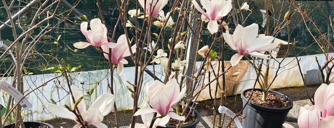 Magnolia soulangeana