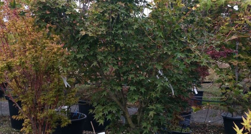 Acer palmatum ‘Aureum’